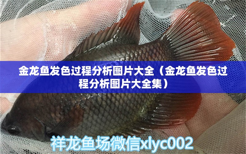 金龍魚(yú)發(fā)色過(guò)程分析圖片大全（金龍魚(yú)發(fā)色過(guò)程分析圖片大全集） 祥龍水族醫(yī)院