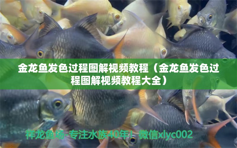 金龍魚發(fā)色過程圖解視頻教程（金龍魚發(fā)色過程圖解視頻教程大全） 祥龍水族醫(yī)院