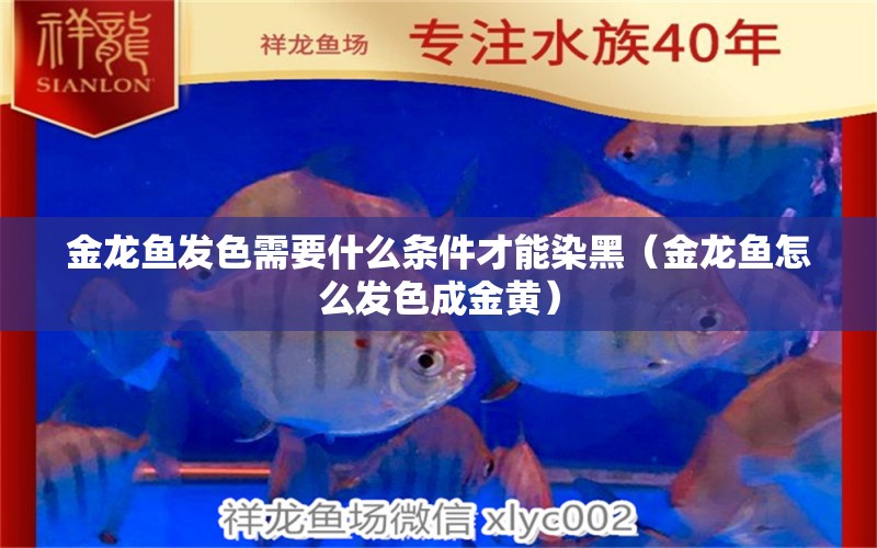 金龍魚發(fā)色需要什么條件才能染黑（金龍魚怎么發(fā)色成金黃）