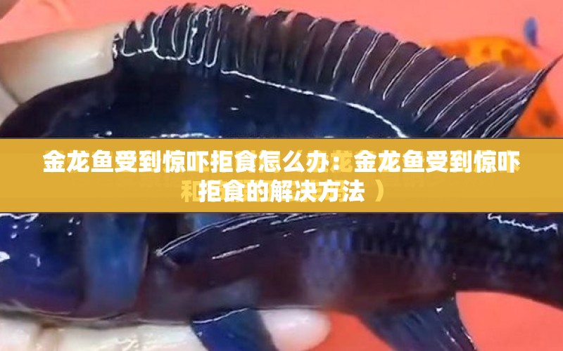 金龍魚受到驚嚇拒食怎么辦：金龍魚受到驚嚇拒食的解決方法 水族問答 第2張