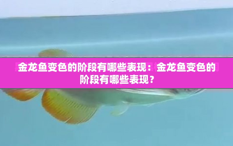 金龍魚變色的階段有哪些表現(xiàn)：金龍魚變色的階段有哪些表現(xiàn)？ 水族問答 第2張