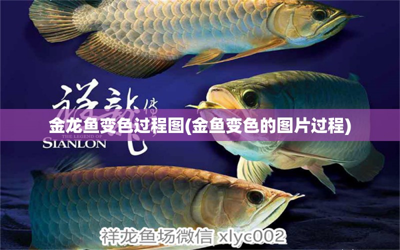 金龍魚變色過程圖(金魚變色的圖片過程) 充氧泵