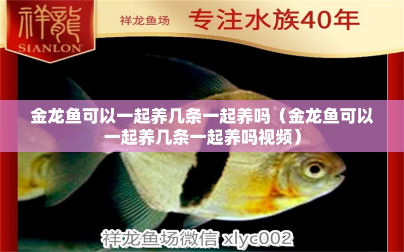 金龍魚可以一起養(yǎng)幾條一起養(yǎng)嗎（金龍魚可以一起養(yǎng)幾條一起養(yǎng)嗎視頻） 龍魚疾病與治療