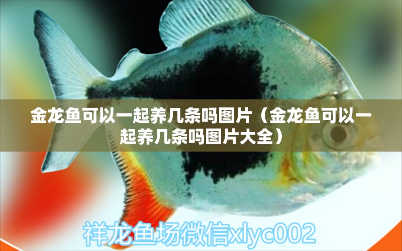 金龍魚可以一起養(yǎng)幾條嗎圖片（金龍魚可以一起養(yǎng)幾條嗎圖片大全） 龍魚疾病與治療