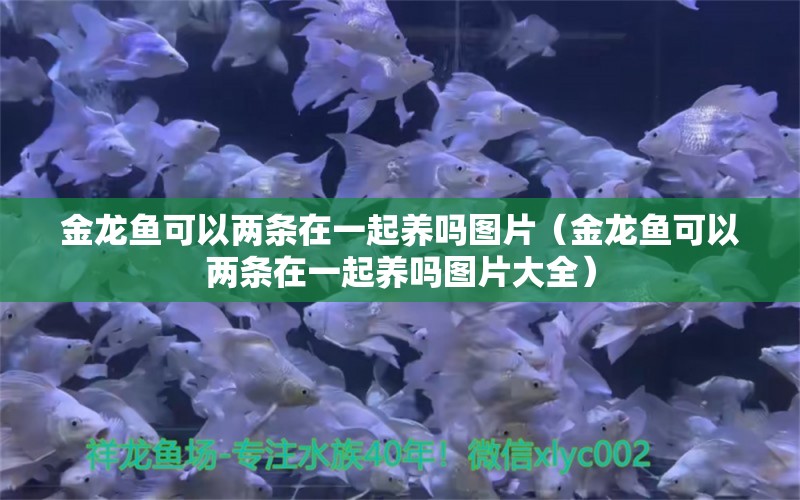 金龍魚可以兩條在一起養(yǎng)嗎圖片（金龍魚可以兩條在一起養(yǎng)嗎圖片大全） 龍魚疾病與治療