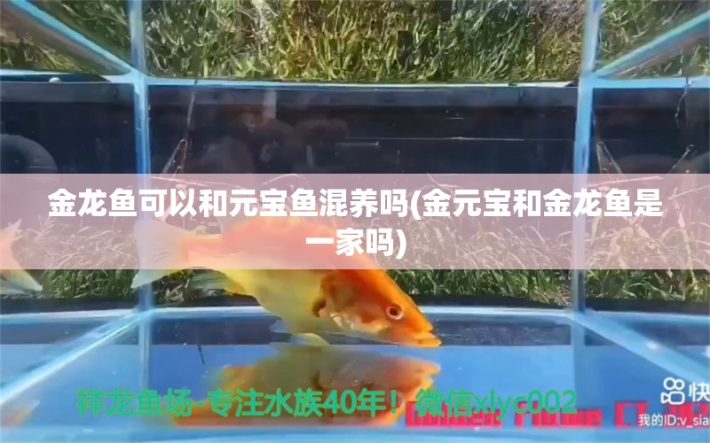 金龍魚可以和元寶魚混養(yǎng)嗎(金元寶和金龍魚是一家嗎) 短身紅龍魚