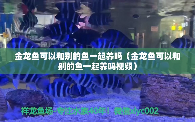 金龍魚可以和別的魚一起養(yǎng)嗎（金龍魚可以和別的魚一起養(yǎng)嗎視頻）