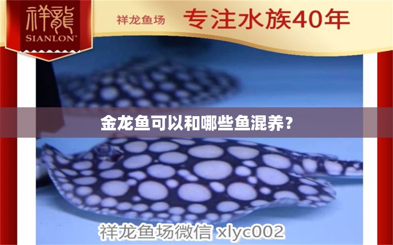 金龍魚可以和哪些魚混養(yǎng)？