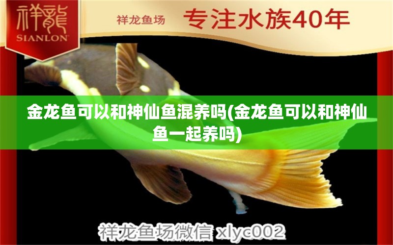 金龍魚可以和神仙魚混養(yǎng)嗎(金龍魚可以和神仙魚一起養(yǎng)嗎) 紅龍福龍魚 第1張