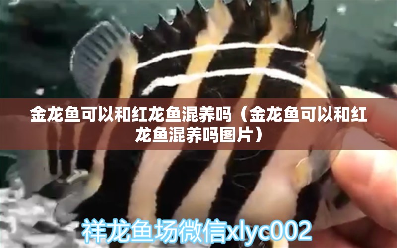 金龍魚可以和紅龍魚混養(yǎng)嗎（金龍魚可以和紅龍魚混養(yǎng)嗎圖片） 黃金斑馬魚