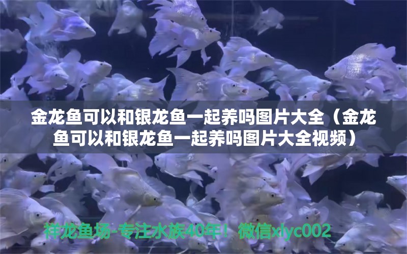 金龍魚可以和銀龍魚一起養(yǎng)嗎圖片大全（金龍魚可以和銀龍魚一起養(yǎng)嗎圖片大全視頻） 銀龍魚