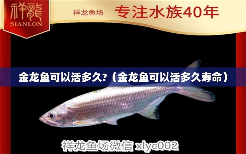 金龍魚可以活多久?（金龍魚可以活多久壽命） 祥龍魚場