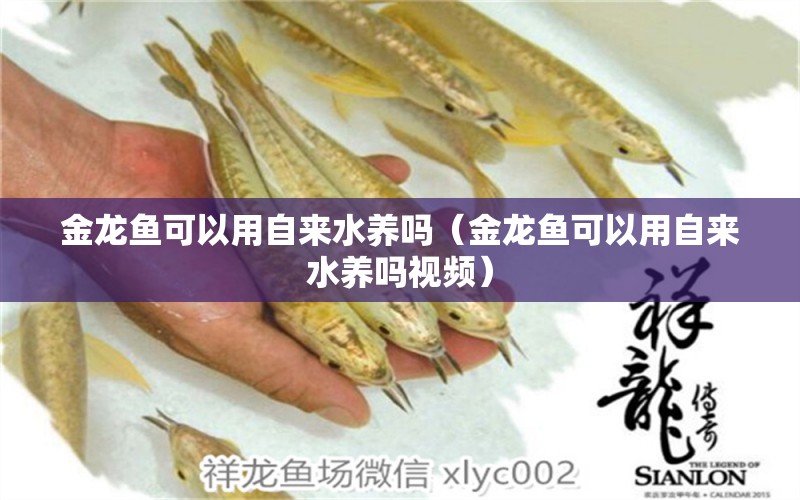 金龍魚可以用自來水養(yǎng)嗎（金龍魚可以用自來水養(yǎng)嗎視頻） 斑馬鴨嘴魚