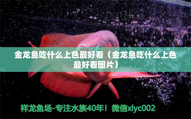 金龍魚(yú)吃什么上色最好看（金龍魚(yú)吃什么上色最好看圖片） 祥龍水族醫(yī)院