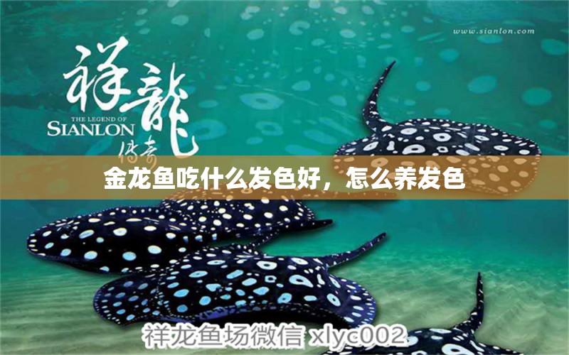 金龍魚吃什么發(fā)色好，怎么養(yǎng)發(fā)色