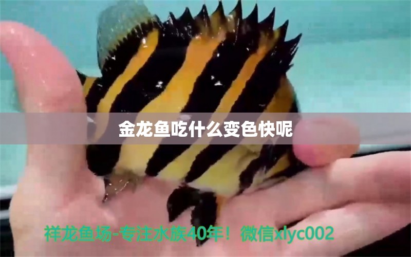 金龍魚吃什么變色快呢 龍魚百科 第2張