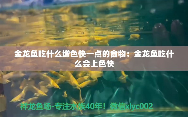 金龍魚吃什么增色快一點的食物：金龍魚吃什么會上色快 龍魚百科 第2張