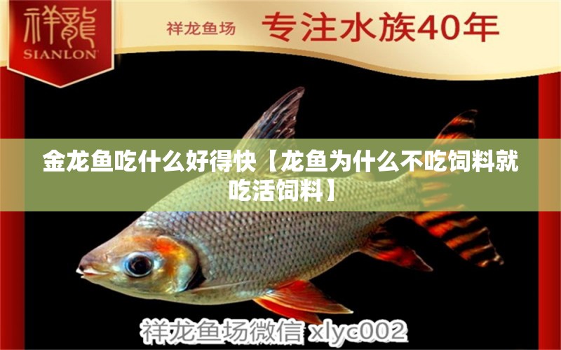 金龍魚吃什么好得快【龍魚為什么不吃飼料就吃活飼料】