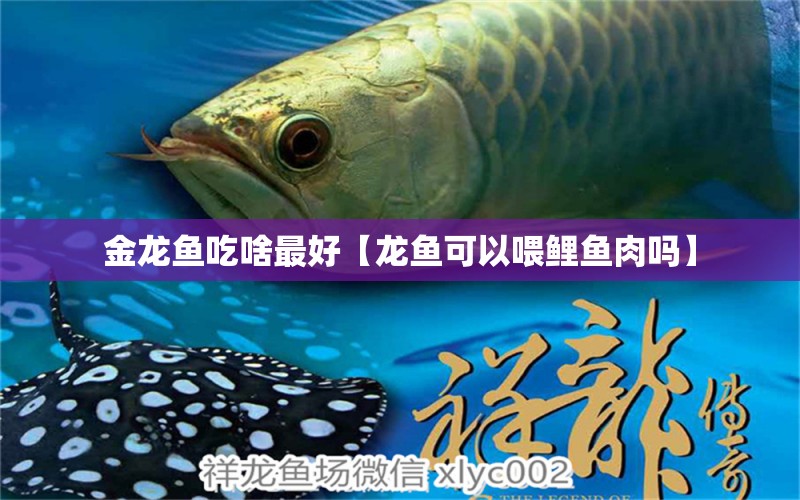 金龍魚吃啥最好【龍魚可以喂鯉魚肉嗎】