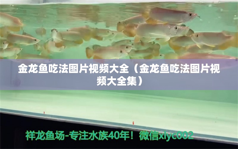 金龍魚吃法圖片視頻大全（金龍魚吃法圖片視頻大全集） 龍魚專用燈