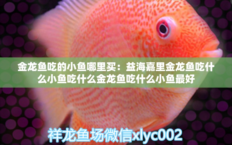 金龍魚吃的小魚哪里買：益海嘉里金龍魚吃什么小魚吃什么金龍魚吃什么小魚最好