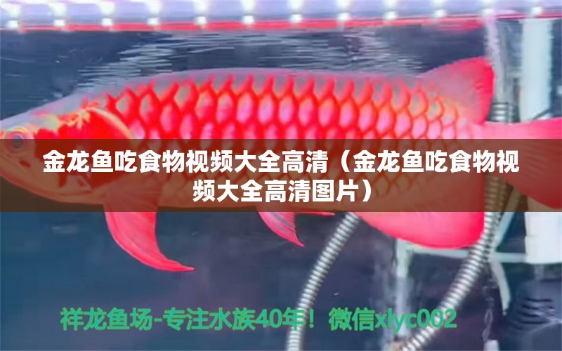 金龍魚吃食物視頻大全高清（金龍魚吃食物視頻大全高清圖片）