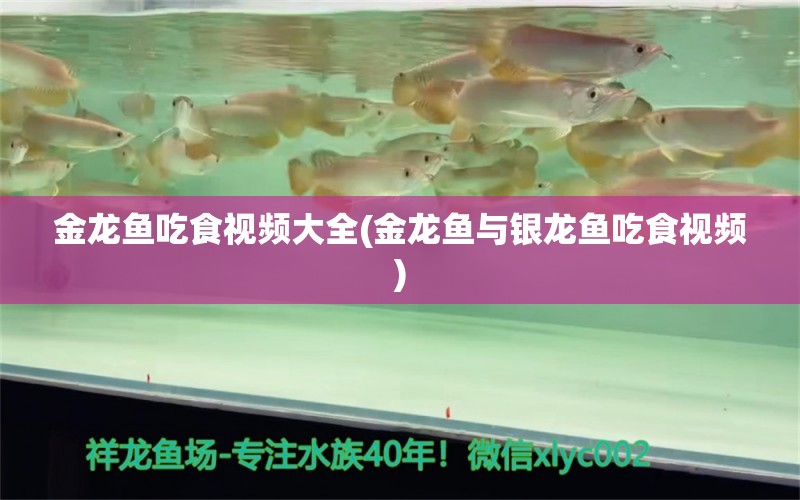 金龍魚吃食視頻大全(金龍魚與銀龍魚吃食視頻) 銀龍魚