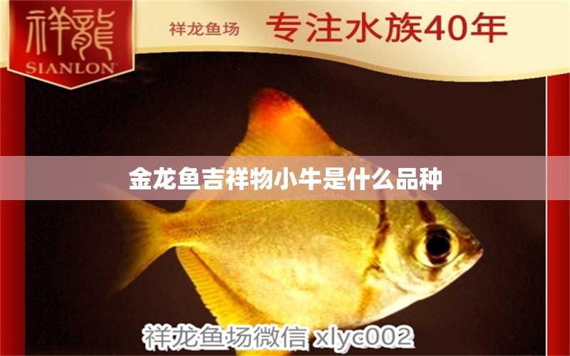 金龍魚吉祥物小牛是什么品種 祥龍魚場