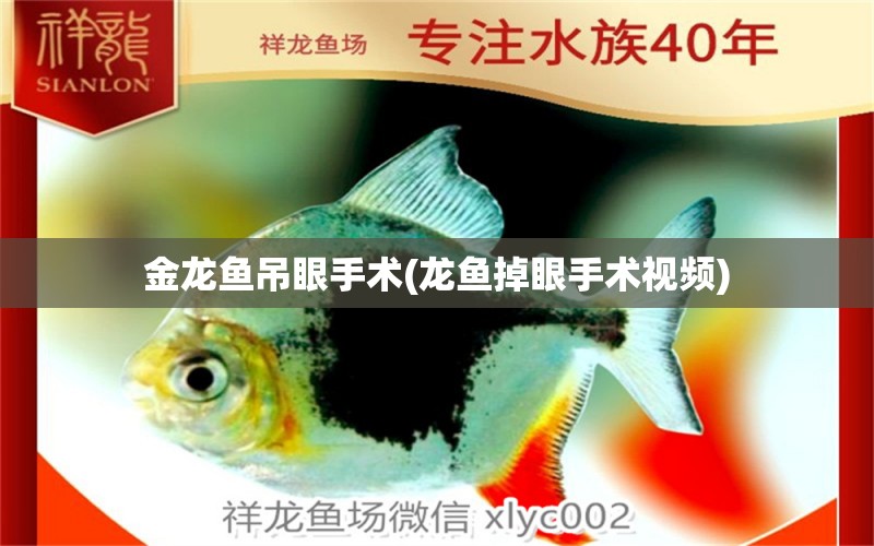 金龍魚吊眼手術(龍魚掉眼手術視頻) 綠皮皇冠豹魚