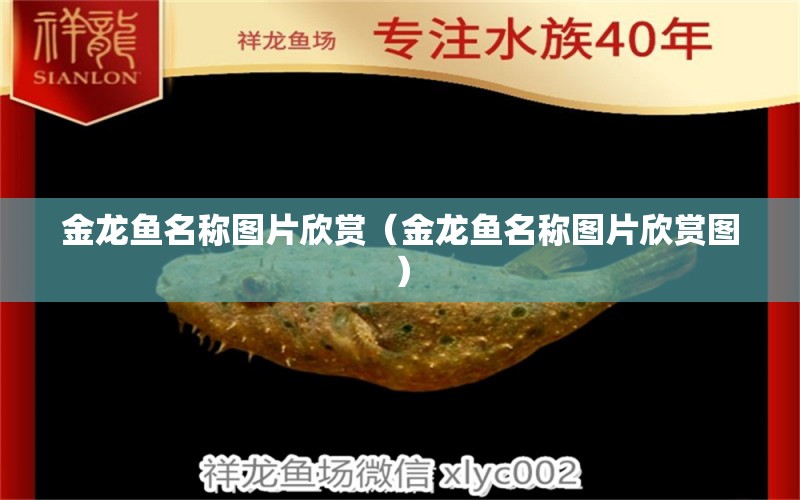 金龍魚名稱圖片欣賞（金龍魚名稱圖片欣賞圖） 魚糧魚藥