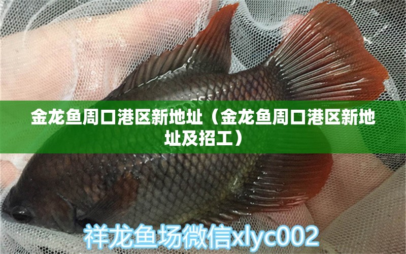 金龍魚(yú)周口港區(qū)新地址（金龍魚(yú)周口港區(qū)新地址及招工） 觀賞魚(yú)市場(chǎng)（混養(yǎng)魚(yú)）