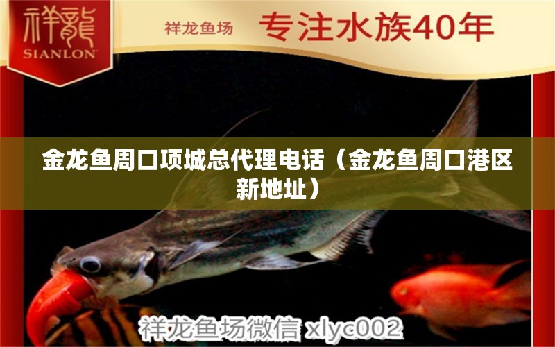 金龍魚(yú)周口項(xiàng)城總代理電話（金龍魚(yú)周口港區(qū)新地址） 細(xì)線銀版魚(yú)