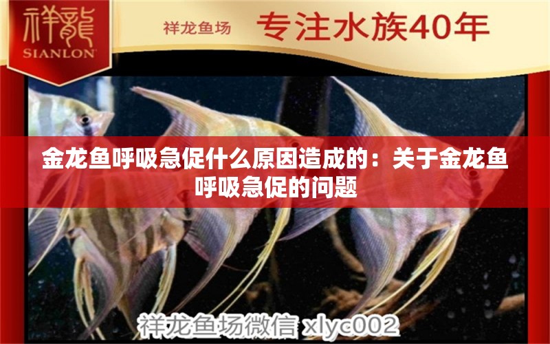 金龍魚呼吸急促什么原因造成的：關(guān)于金龍魚呼吸急促的問題 水族問答 第2張