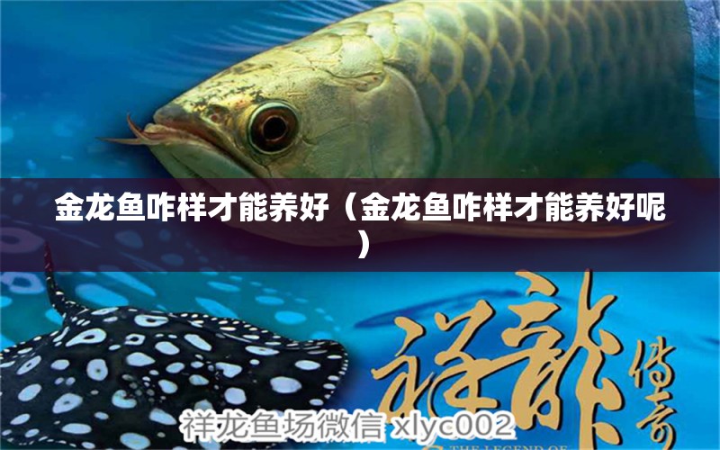 金龍魚咋樣才能養(yǎng)好（金龍魚咋樣才能養(yǎng)好呢）