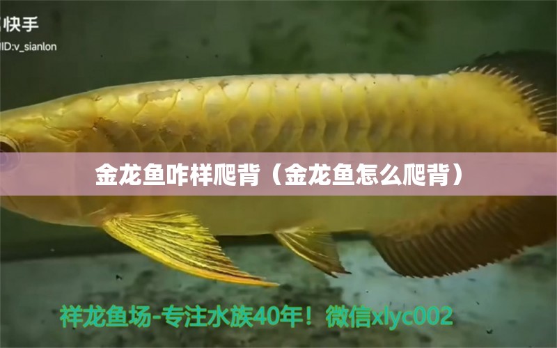 金龍魚咋樣爬背（金龍魚怎么爬背） 祥龍魚場(chǎng)