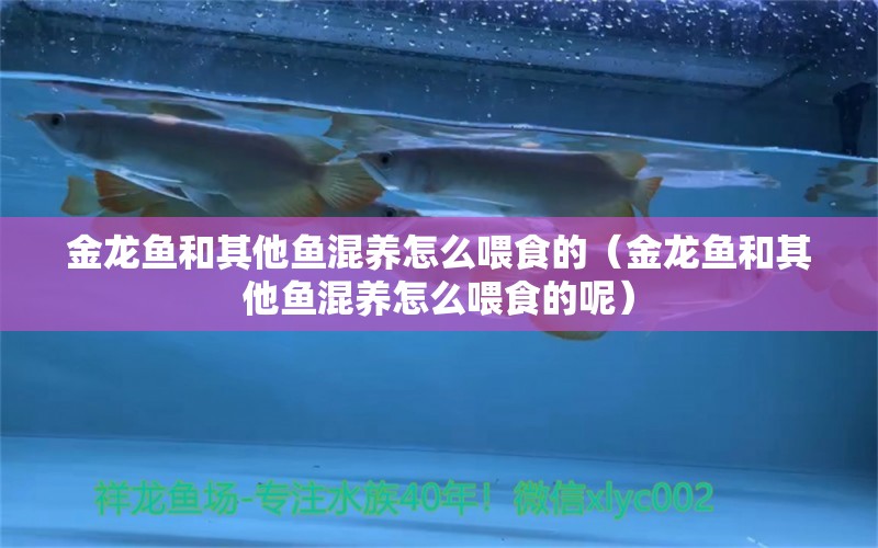 金龍魚和其他魚混養(yǎng)怎么喂食的（金龍魚和其他魚混養(yǎng)怎么喂食的呢） 龍魚疾病與治療