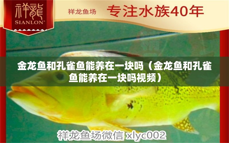 金龍魚和孔雀魚能養(yǎng)在一塊嗎（金龍魚和孔雀魚能養(yǎng)在一塊嗎視頻） 廣州龍魚批發(fā)市場