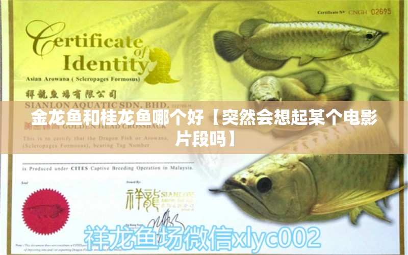 金龍魚和桂龍魚哪個好【突然會想起某個電影片段嗎】