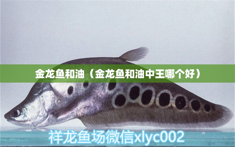 金龍魚和油（金龍魚和油中王哪個好） 粗線銀版魚