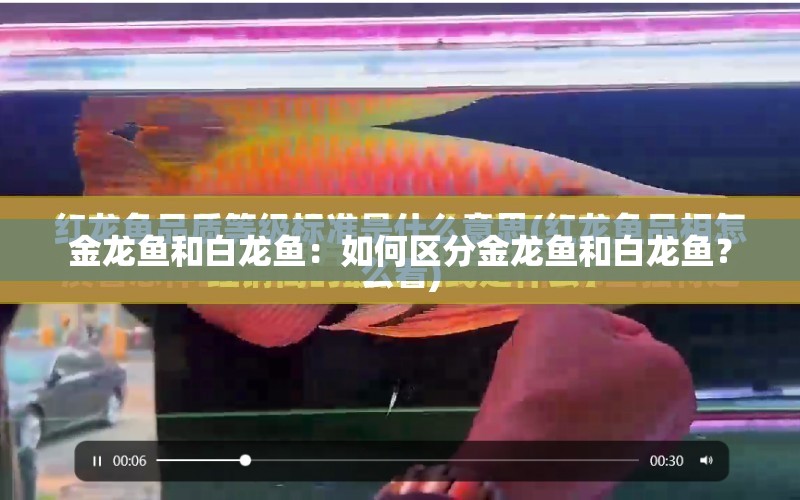 金龍魚和白龍魚：如何區(qū)分金龍魚和白龍魚？ 水族問答 第1張