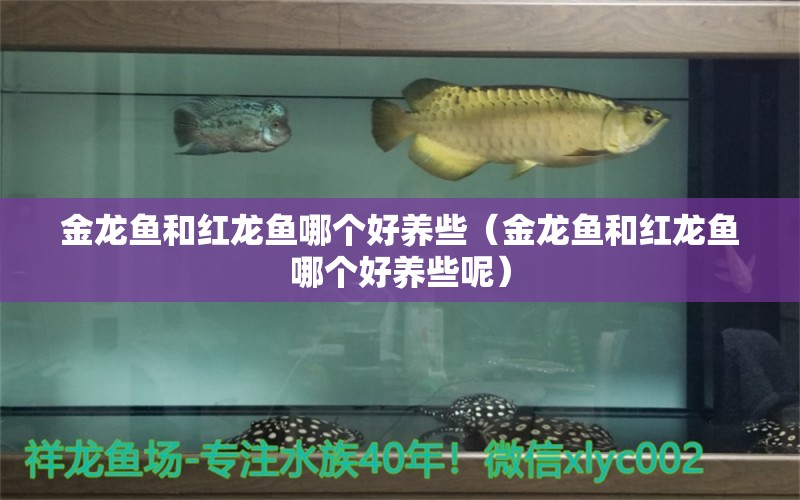 金龍魚和紅龍魚哪個好養(yǎng)些（金龍魚和紅龍魚哪個好養(yǎng)些呢） 祥龍水族醫(yī)院