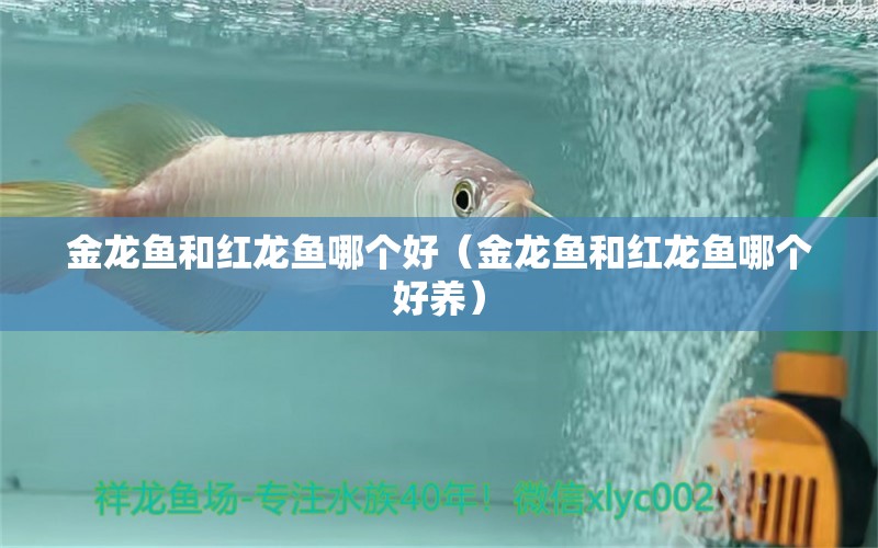 金龍魚和紅龍魚哪個好（金龍魚和紅龍魚哪個好養(yǎng)） 龍魚百科