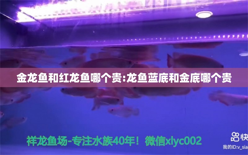 金龍魚和紅龍魚哪個貴:龍魚藍底和金底哪個貴