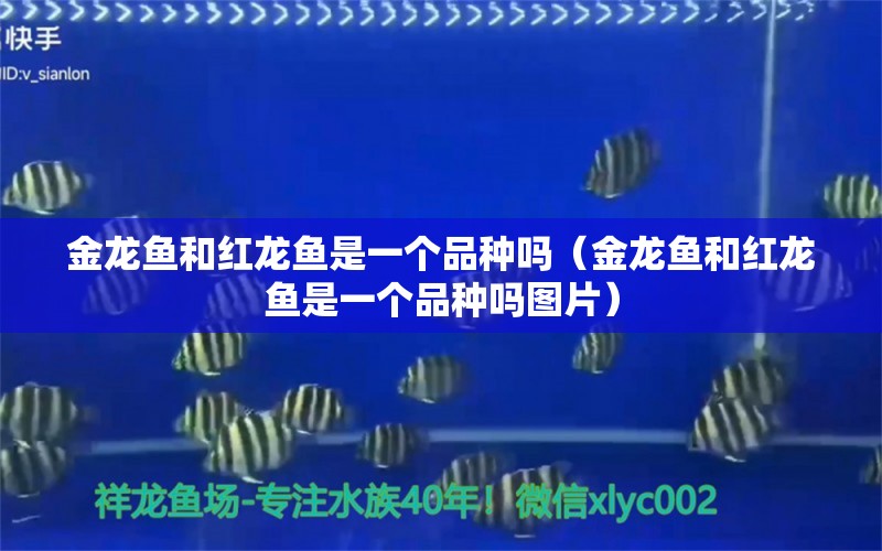 金龍魚和紅龍魚是一個品種嗎（金龍魚和紅龍魚是一個品種嗎圖片） 祥龍水族醫(yī)院