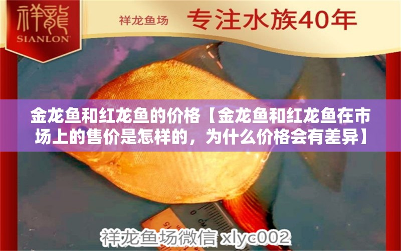 金龍魚和紅龍魚的價格【金龍魚和紅龍魚在市場上的售價是怎樣的，為什么價格會有差異】