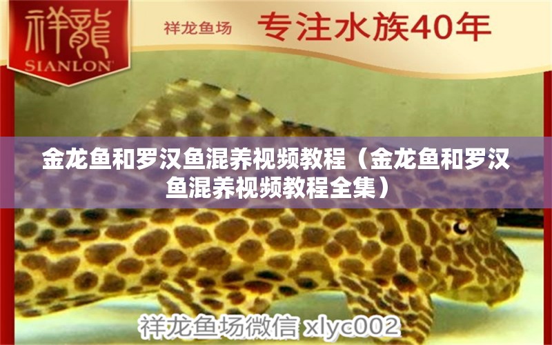 金龍魚和羅漢魚混養(yǎng)視頻教程（金龍魚和羅漢魚混養(yǎng)視頻教程全集） 羅漢魚