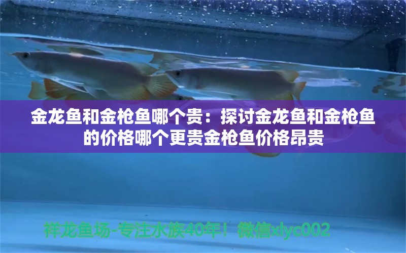 金龍魚和金槍魚哪個貴：探討金龍魚和金槍魚的價格哪個更貴金槍魚價格昂貴 龍魚百科 第2張