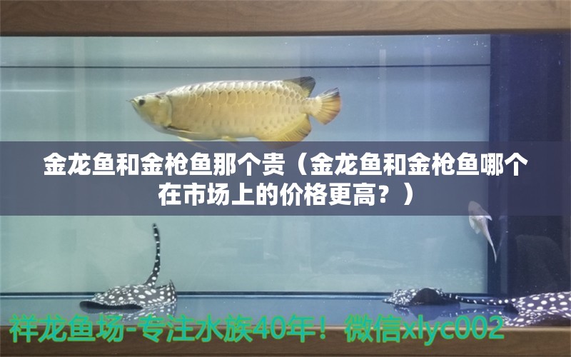 金龍魚和金槍魚那個(gè)貴（金龍魚和金槍魚哪個(gè)在市場上的價(jià)格更高？） 水族問答 第2張