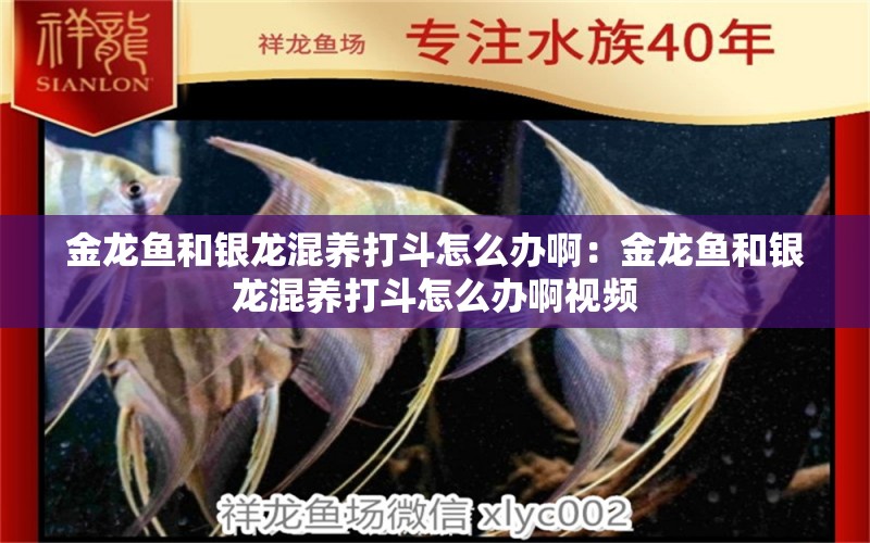 金龍魚(yú)和銀龍混養(yǎng)打斗怎么辦啊：金龍魚(yú)和銀龍混養(yǎng)打斗怎么辦啊視頻