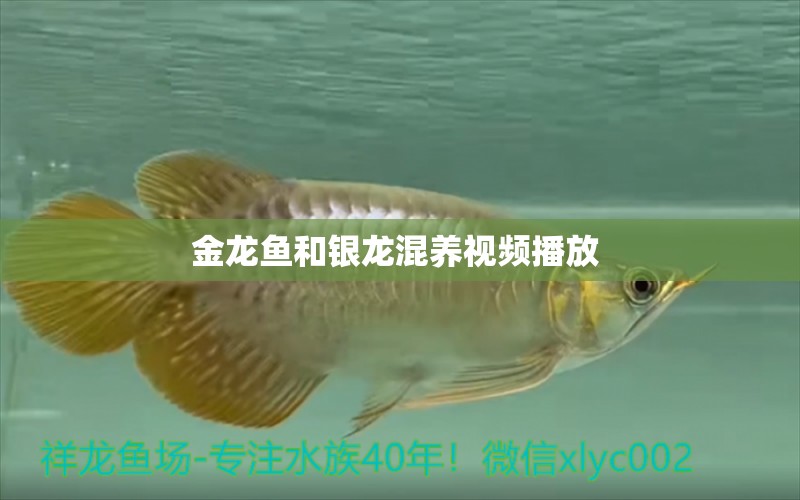 金龍魚和銀龍混養(yǎng)視頻播放  二氧化碳設(shè)備 第1張